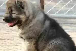 高加索犬误食鼠药中毒的治疗措施(高加索犬)