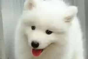 哪些食物是萨摩耶一定不能吃的(萨摩耶)