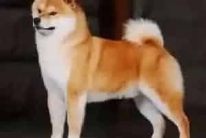 饮食健康 秋田犬不能吃的食物和蔬菜大全(秋田犬)