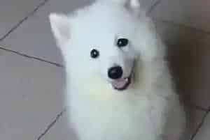 银狐犬不吃驱虫药有什么好方法吗(银狐犬)