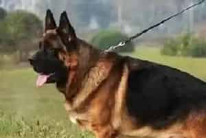 主人们要知道什么食物不能给德国牧羊犬吃(德国牧羊犬)