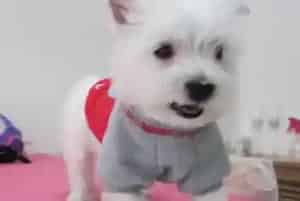 如何护理西高地的屁股(西高地)