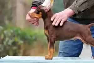 杜宾犬流鼻涕而且咳嗽应吃什么药(杜宾犬)