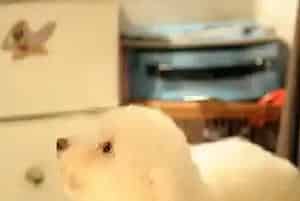 比熊拉肚子怎么办(拉肚子有哪些原因)