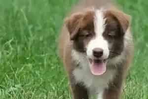 边境牧羊犬拉肚子了吃什么药好的快(边境牧羊犬)