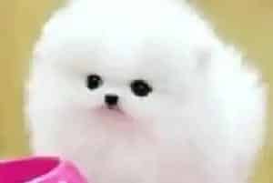 如何给博美犬做好防疫工作 打哪种药物好(博美犬)
