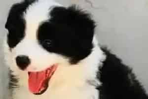 边境牧羊犬患上了湿疹能洗澡吗 用什么药合适(边境牧羊犬)