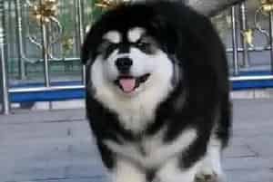 训练阿拉斯加吃固体食物的方法及好处(阿拉斯加犬)
