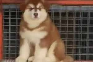 如何为断奶后阿拉斯加雪橇犬宝宝选择食物(阿拉斯加犬)