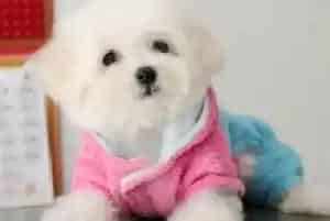 比熊犬吃哪些食物可以让被毛具有光泽(比熊犬)