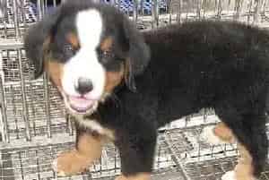 营养加美味 伯恩山犬成长中需要哪些食物(伯恩山犬)