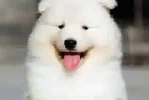为萨摩耶犬选择食物 何者为佳(萨摩耶)
