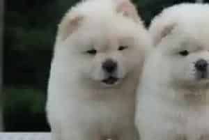 松狮犬吃完感冒药异常的兴奋怎么回事(松狮犬)