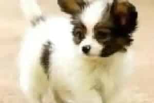 哪些食物对蝴蝶犬的身体有好处(蝴蝶犬)