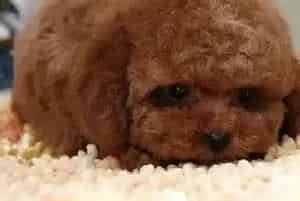 泰迪犬食物营养金字塔是怎样建成的(泰迪犬)