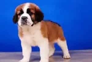 请问圣伯纳犬打喷嚏、流鼻涕需要吃什么药(圣伯纳犬)