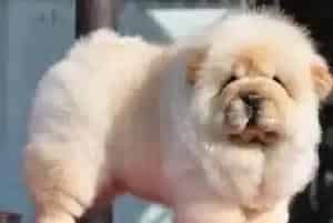 最适合老年期松狮犬的食物都有哪些(松狮犬)