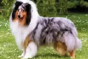 对苏格兰牧羊犬有致命危害的食物——巧克力(苏格兰牧羊犬)