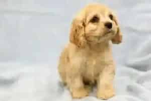 夏季要警惕可卡犬食物中毒(可卡犬)