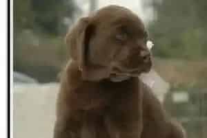 给拉布拉多犬更换食物的正确过程(拉布拉多)
