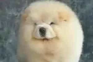松狮犬驱虫时应用什么药好 求指教(松狮犬)