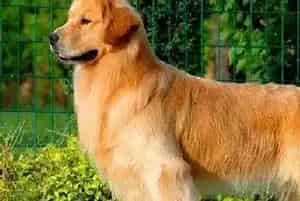 金毛犬吃完驱虫药一直没有大便怎么办(金毛)