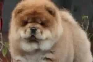 谈一下不同食物对松狮犬的发育起到的作用(松狮犬)