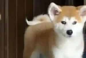 喂食秋田犬吃每种食物注意事项各不同(秋田犬)