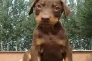 给杜宾犬自制食物要注意肉的含量与卫生(杜宾犬)