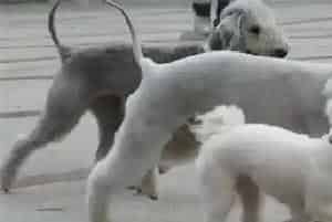 贝灵顿梗打架厉害吗(贝灵顿梗如何驯养)