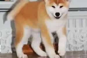 如何训练秋田犬拒绝吃他人给予的食物(秋田犬)
