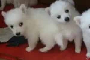 更换食物会让银狐犬坏肚子(银狐犬)