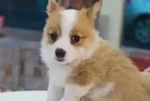柯基犬在日常饲养中离不开哪些食物(柯基犬)