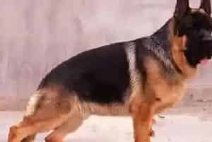 夏天怎样给德国牧羊犬储存吃剩下的食物(德国牧羊犬)