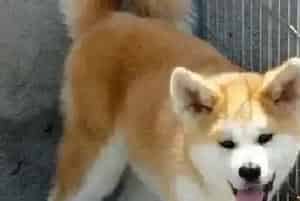 秋田犬应该买什么样的驱虫药呢 人吃的那种可以吗(秋田犬)