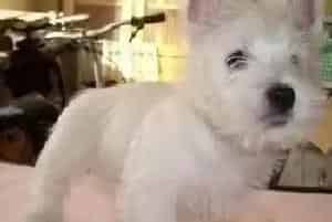 给西高地犬在夏天换个“发型”吧(西高地)