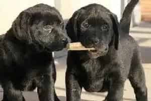 给拉布拉多犬吃糖果等食物很危险(拉布拉多)