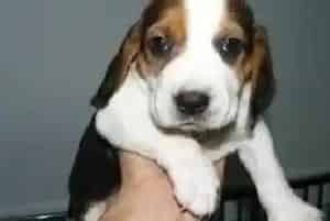 哪些食物是比格犬一定要远离的(比格犬)