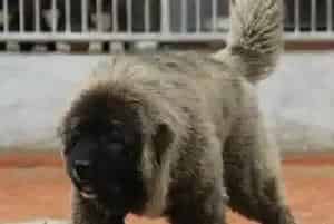高加索犬食物中毒以后要怎样及时的处理(高加索犬)