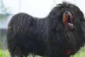 养藏獒危险吗(藏獒凶猛善斗谨慎饲养)