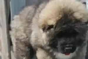 如何轻松的给高加索犬喂药吃(高加索犬)