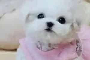 如何选择对比熊犬有好处的食物(比熊犬)
