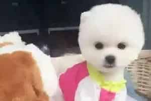 博美犬打喷嚏后吐了是什么问题 吃什么药(博美犬)