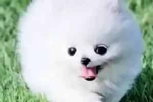 冬季博美犬应该对冰冷的食物绕行(博美犬)