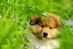 苏格兰牧羊犬禁止吃哪些常见食物(苏格兰牧羊犬)