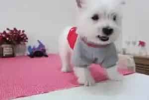 喂养西高地幼犬经常遇见的问题(西高地)