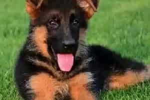 德国牧羊犬做体外驱虫用什么药好(德国牧羊犬)