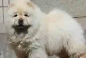 松狮犬流鼻涕打喷嚏吃什么药治疗效果好(松狮犬)