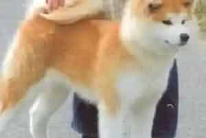 秋田犬的食物需要分类么?有哪几种(秋田犬)