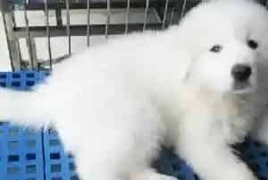 导致大白熊犬出现食物中毒的原因有哪些(大白熊犬)